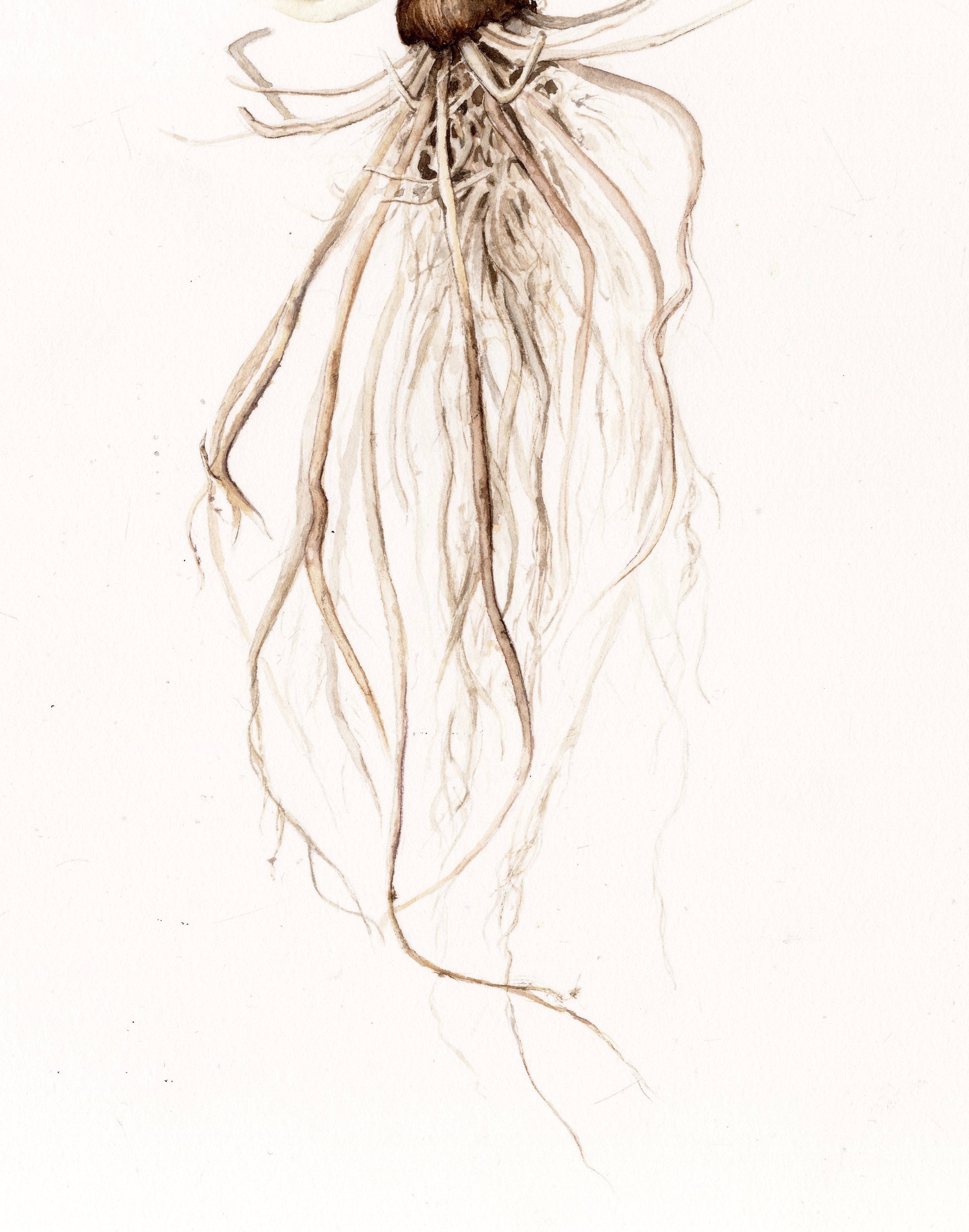 roots