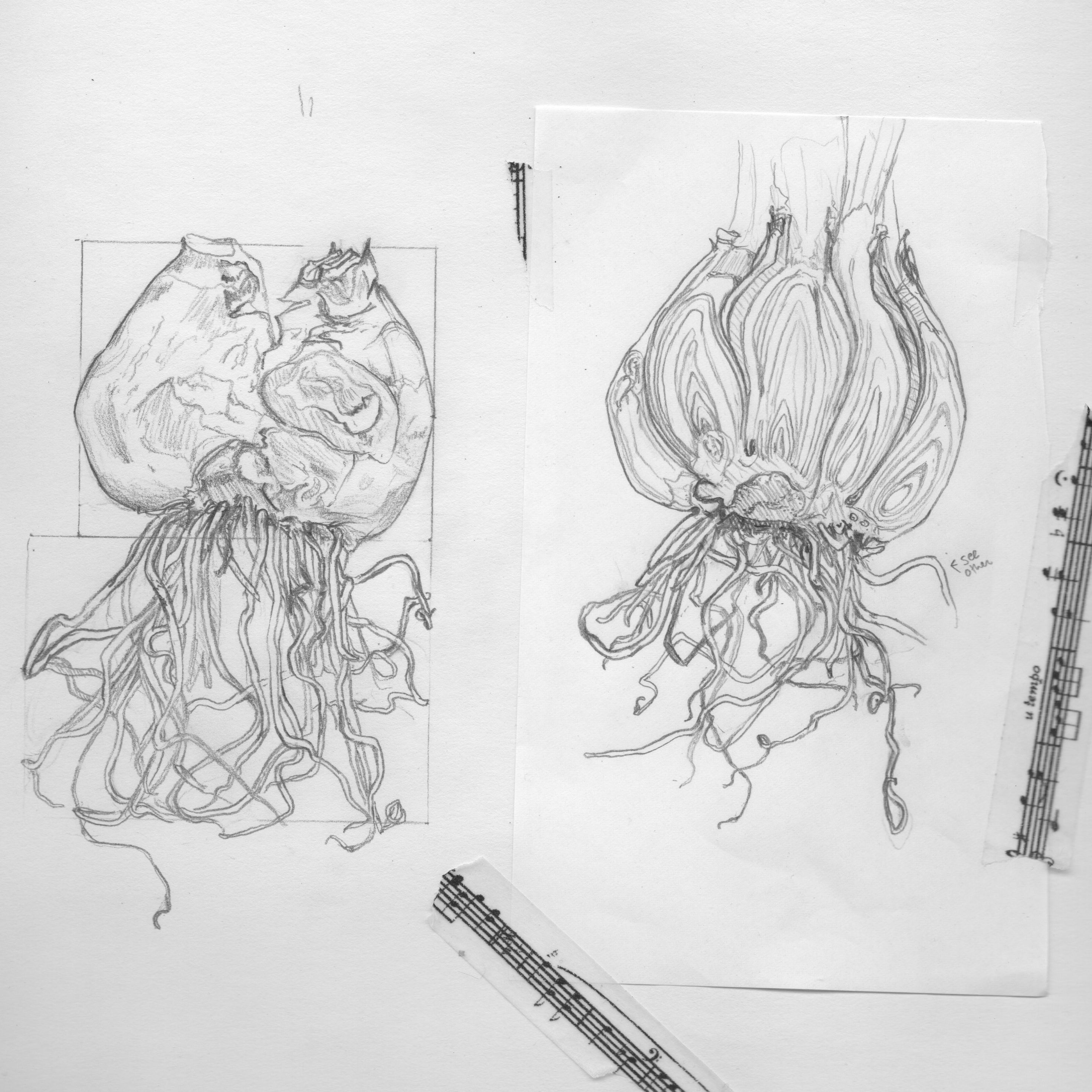 Drawing of paperwhite disected bulb