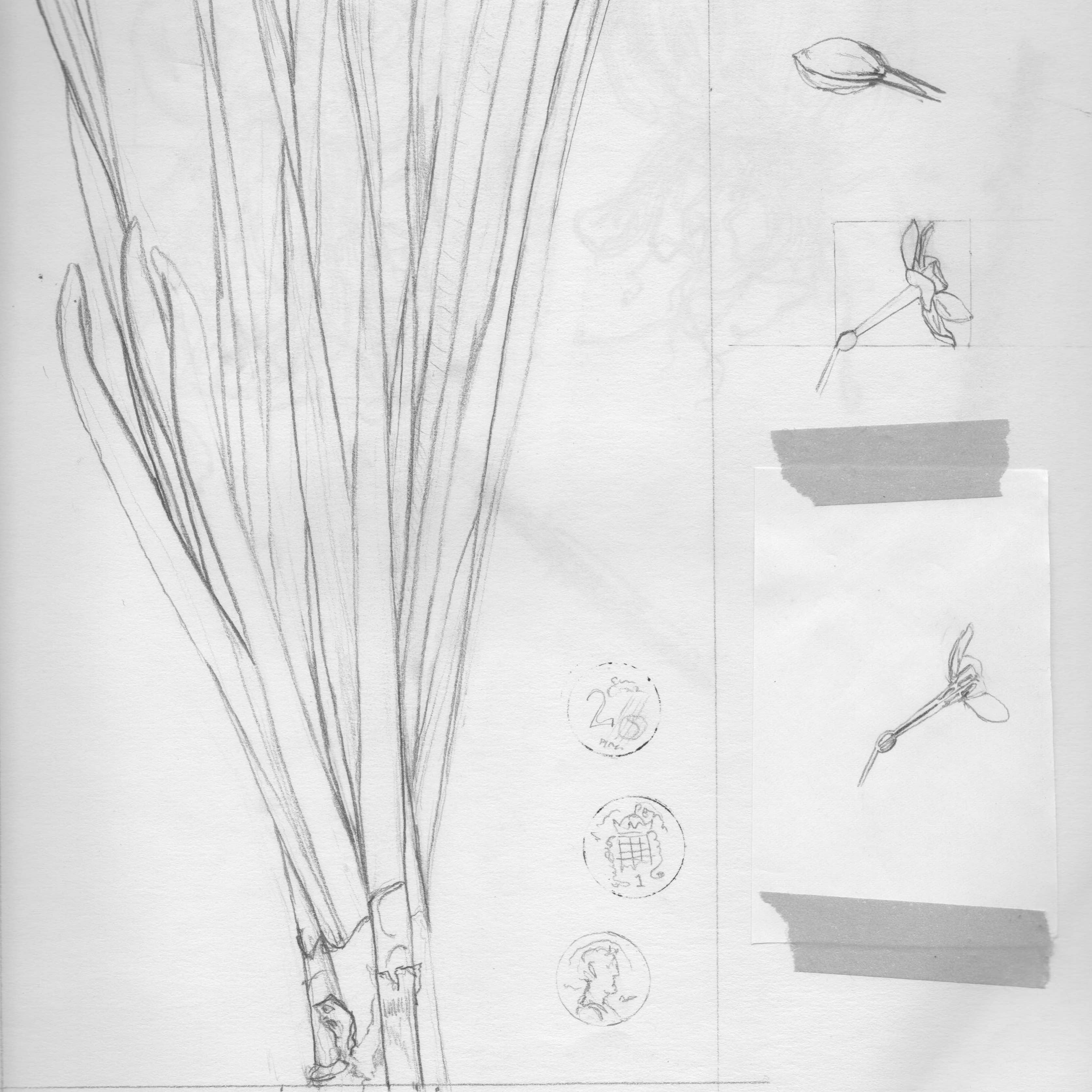 Drawing of paperwhite leaves and flower