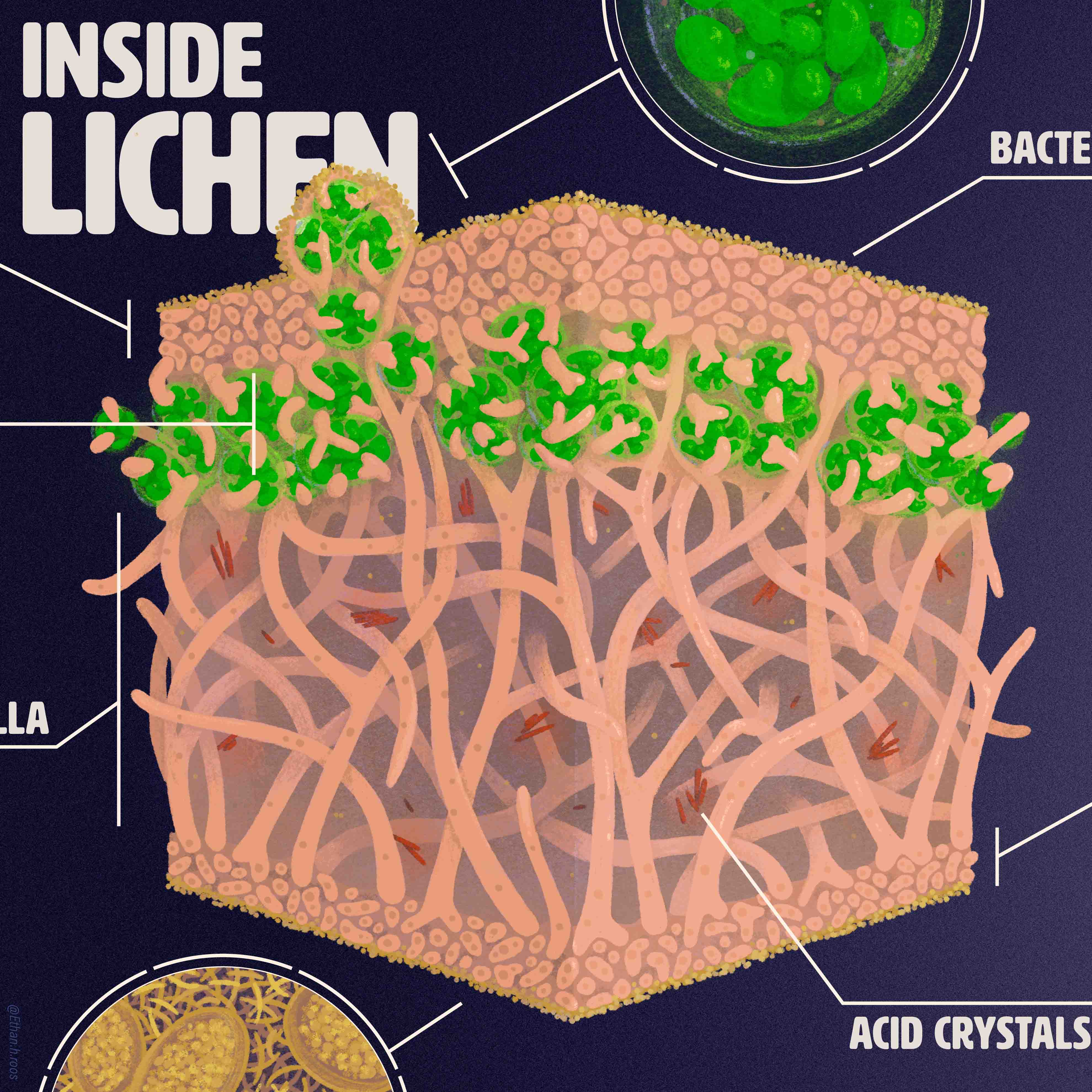 Lichen Anatomy Diagrams